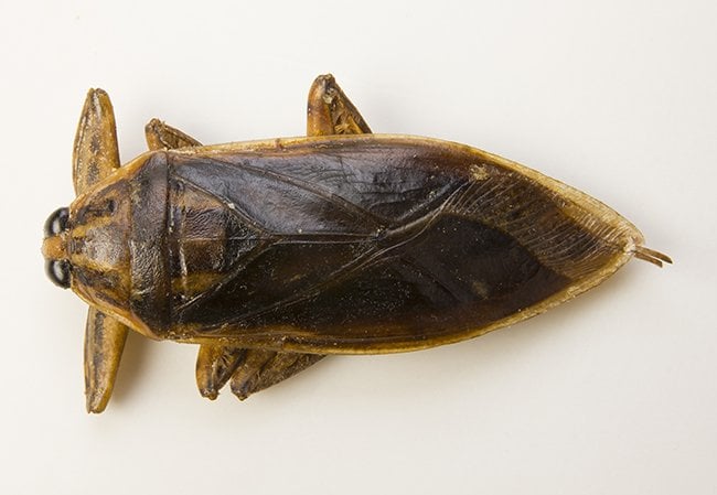 giant water bugs that humans eat