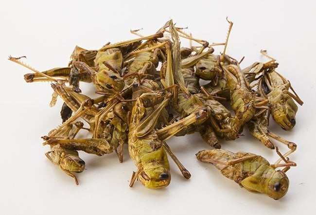 Grasshopper1