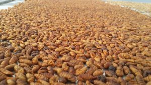 Pork Insect Edible Insects for sale - About Next Food