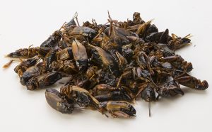 Grillons Comestibles (Gryllus Bimaculatus) - Insectes comestibles à vendre