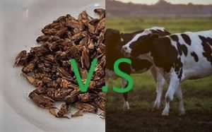 Blog insecte comestible contre elevage traditionnel