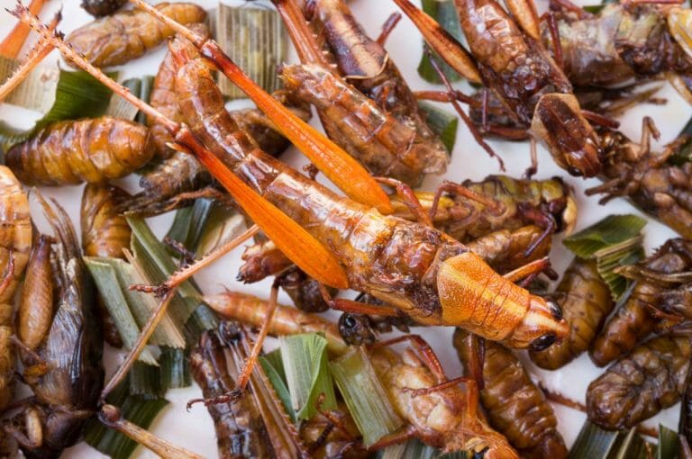 3 Edible Insects Types of edible insects