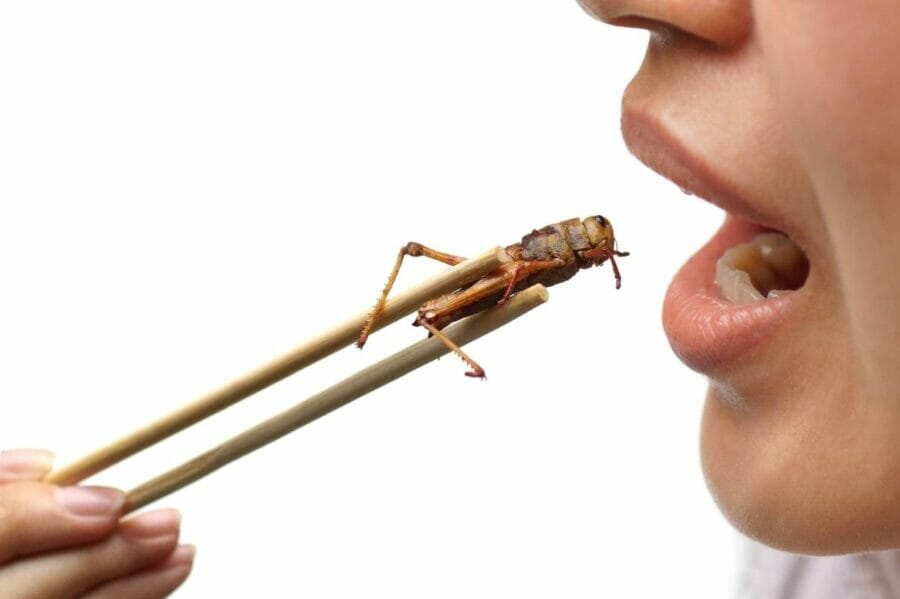 Eating edible insects 1 NEXT FOOD : producteur d'insectes comestibles